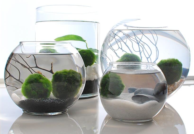 Join the Marimo Moss Ball Craze : The Perfect Indoor Water Garden •  OhMeOhMy Blog