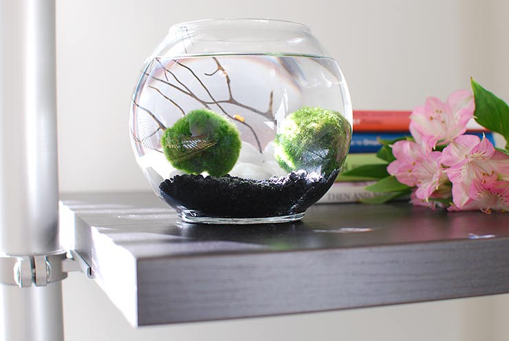 How to Make a Marimo Moss Ball Terrarium [Fun & Easy Guide]