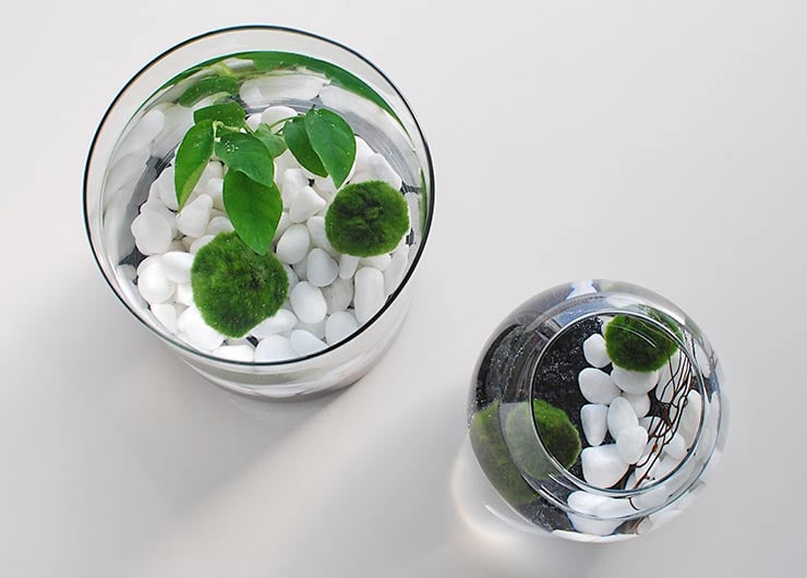 DIY Marimo Moss Ball Aquarium