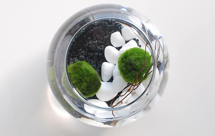 Join the Marimo Moss Ball Craze : The Perfect Indoor Water Garden •  OhMeOhMy Blog