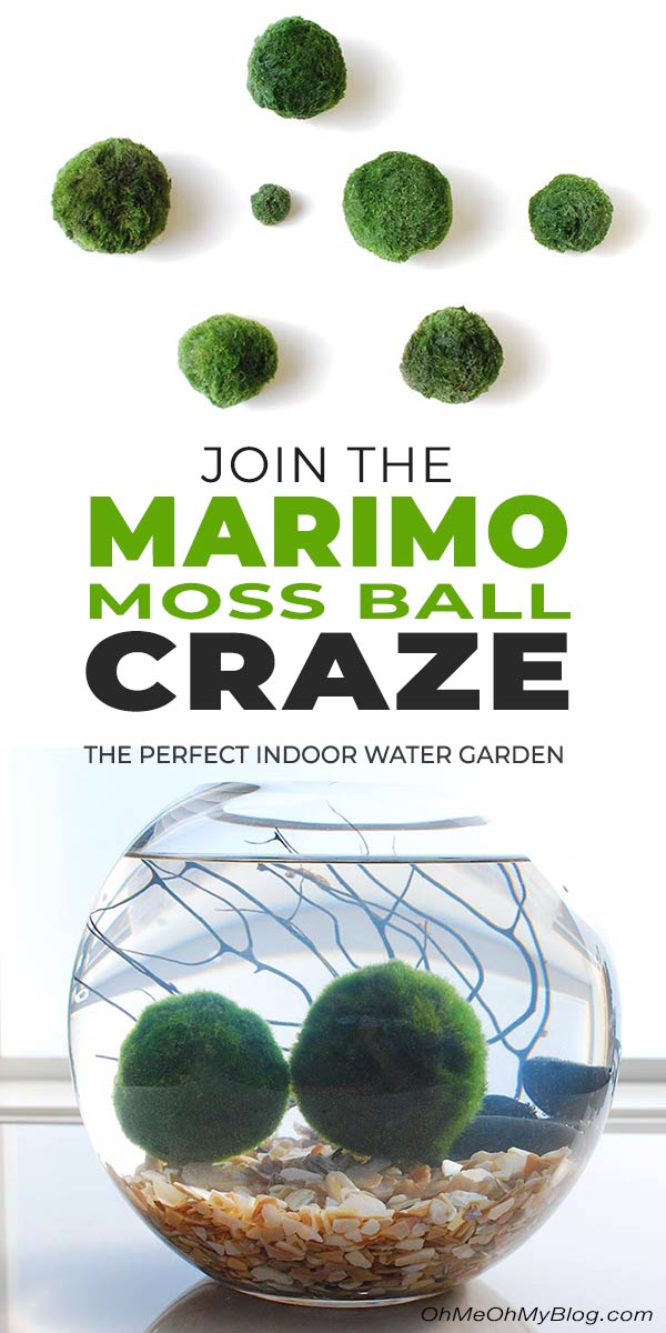 Join the Marimo Moss Ball Craze : The Perfect Indoor Water Garden •  OhMeOhMy Blog