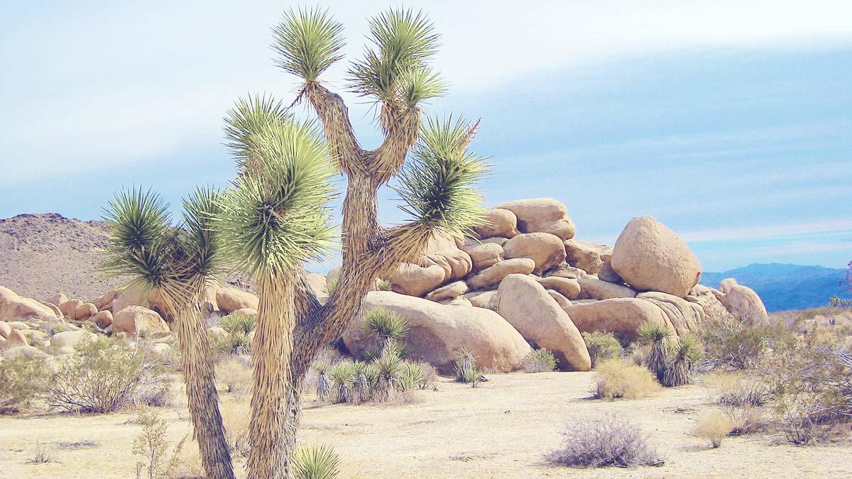 Best Hikes & Things To Do In Joshua Tree National Park