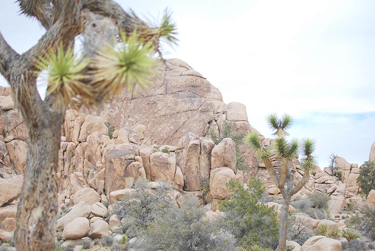 Best Hikes & Things To Do In Joshua Tree National Park