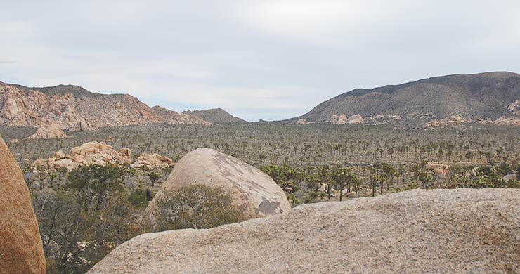 Best Hikes & Things To Do In Joshua Tree National Park
