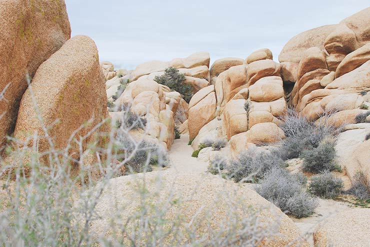 Best Hikes & Things To Do In Joshua Tree National Park