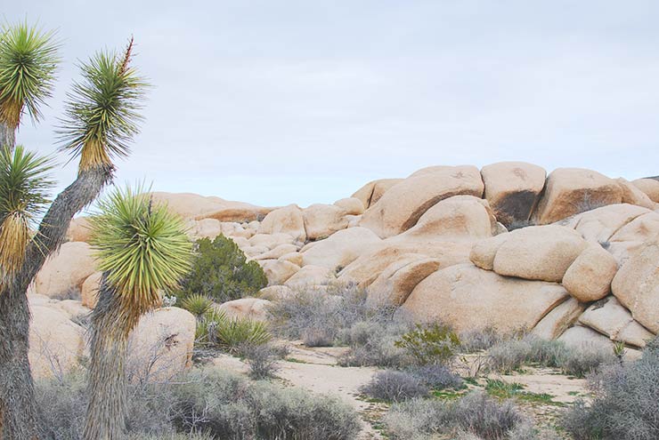 Best Hikes & Things To Do In Joshua Tree National Park