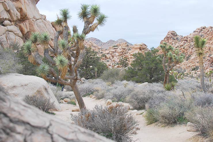Best Hikes & Things To Do In Joshua Tree National Park