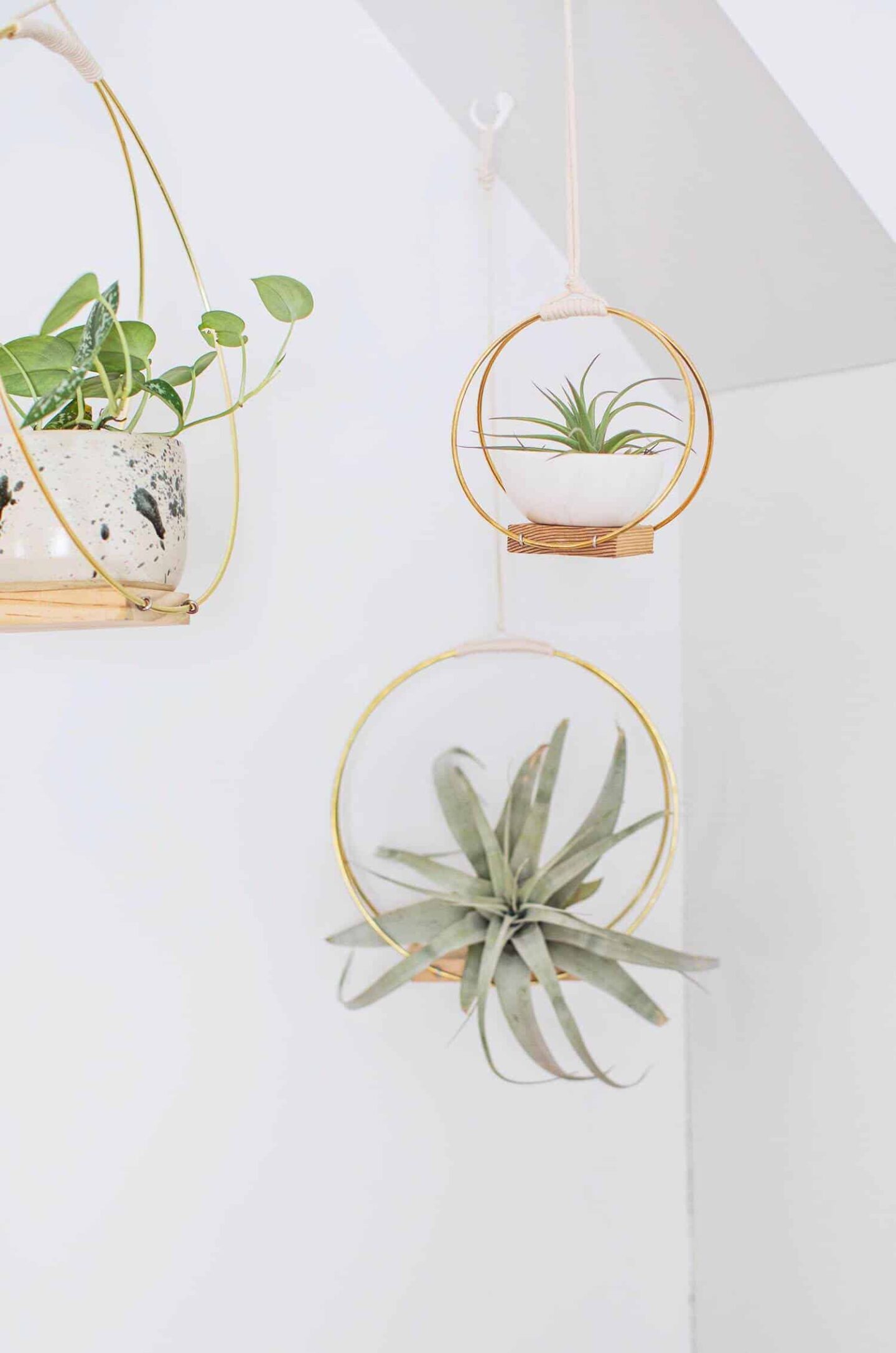 air plants hanging on small shelf suspended in air by brass rings
