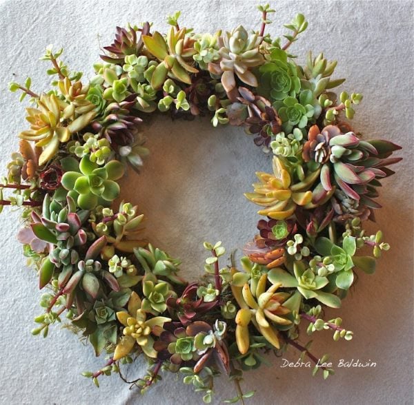 Succulent spring wreath with mixed green and burgundy succulents arranged in a circular design